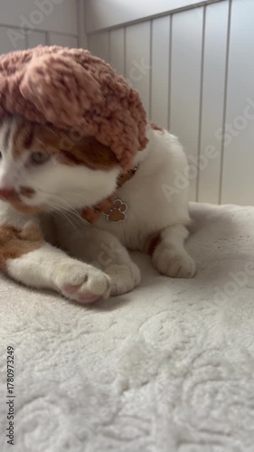 Cute red and white cat in a knitted hat washing itself, licking its paw, vertical video