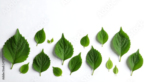 Wallpaper Mural Assortment of fresh green leaves, scattered on white surface Torontodigital.ca