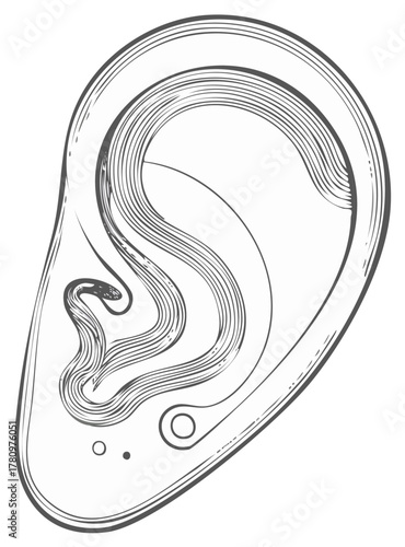 Detailed illustration of a human ear in black and white, line art style