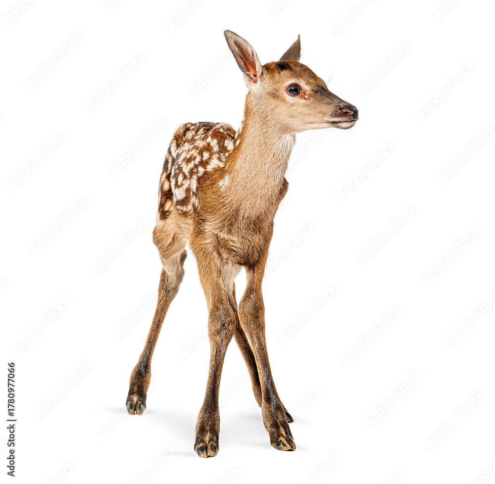Fototapeta premium Red deer fawn standing on white background