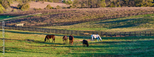 Horses and a cow grazing in a field.
