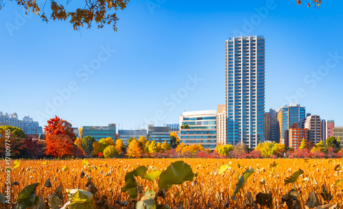 東京・上野公園　枯れ蓮と紅葉が彩る秋の不忍池