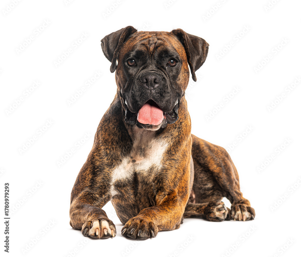 Obraz premium Boxer panting and resting on a white background