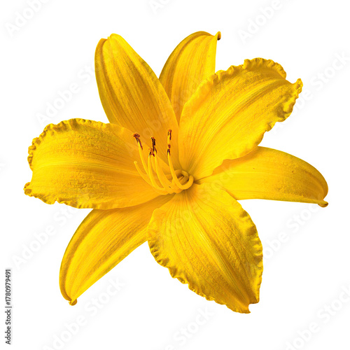 A vibrant yellow flower, isolated on a stark black background, showcasing intricate details