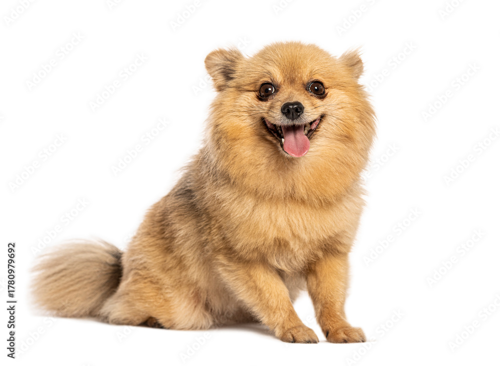 Obraz premium Happy pomeranian dog sitting and panting on white background