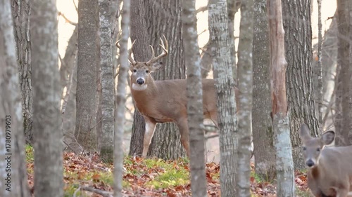 Whitetail buck deer (odocoileus virginianus) walking with a doe in the forest then takes off running during fall rut in Wisconsin