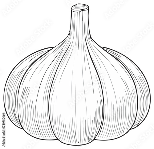 Detailed black and white illustration of a garlic bulb.