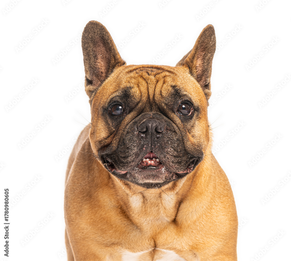 Fototapeta premium French bulldog posing on white background