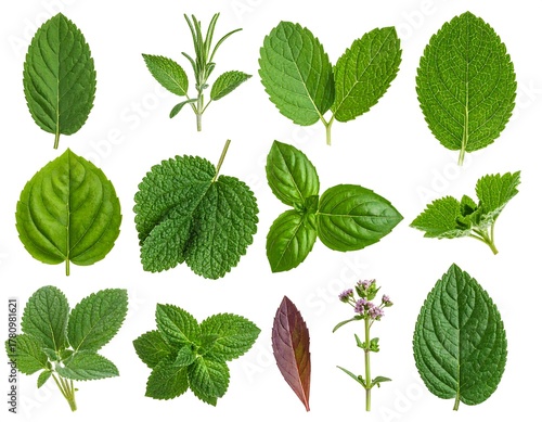 Wallpaper Mural Assortment of fresh, vibrant, green leaves on white background Torontodigital.ca