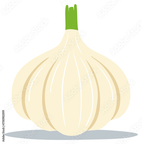 Illustration of a fresh garlic bulb with green sprouts healthy and flavorful ingredient in cooking