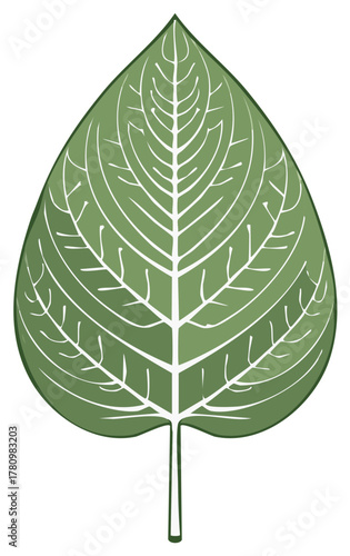 Green leaf vein pattern close-up nature leaves design botany vector illustration