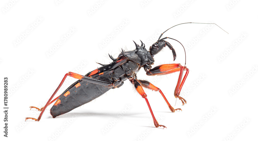 Obraz premium Psyttala horrida assassin bug on white background