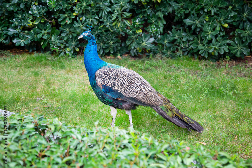 Obraz premium Peacock (Latin Pavo) walking on the grass against a background of greenery on a clear sunny day. Birds, ornithology, ecology.