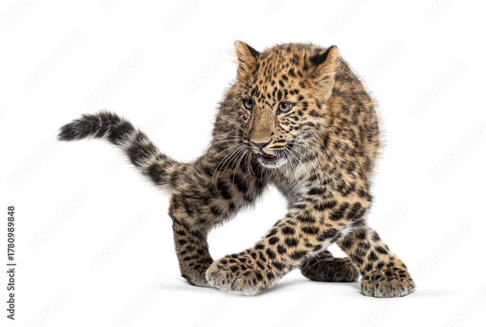 Obraz premium Amur leopard cub playing on white background