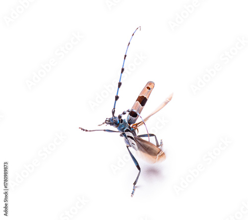 Alpine longhorn beetle rosalia longicorn flying on white