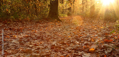 Autumn forest in the rays of the setting sun