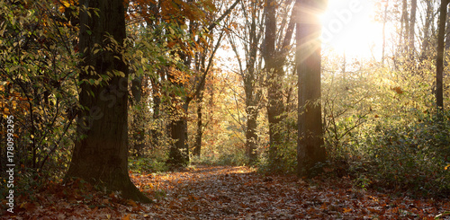sun rays in the autumn forest