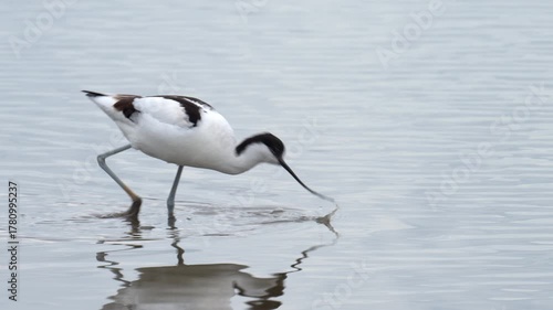 A Pied Avocet walking in shallow water
