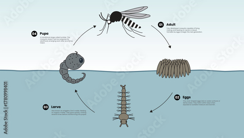 Modern mosquito life cycle infographic illustration showing complete transformation in 4 stages of egg, larva, pupa, and adult. Clean vector diagram design of Aedes mosquito development.