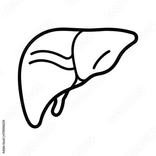 black outline liver anatomy clip art preview