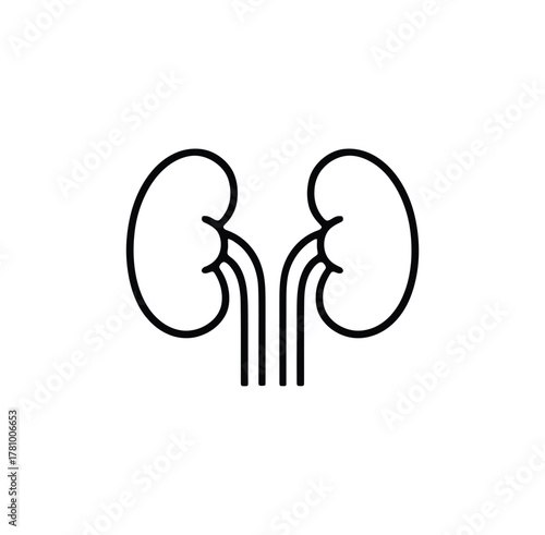 Simple outline icon of human kidneys with ureters