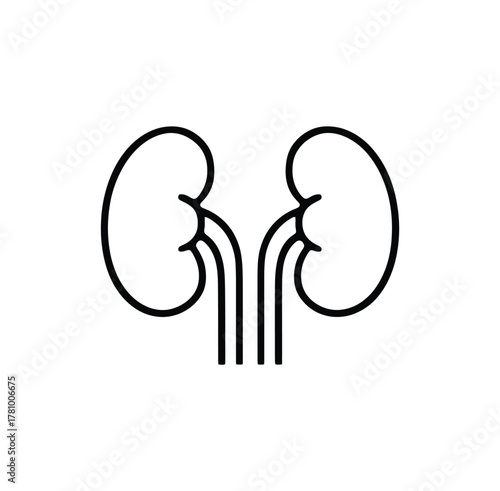 Simple outline icon of human kidneys with ureters