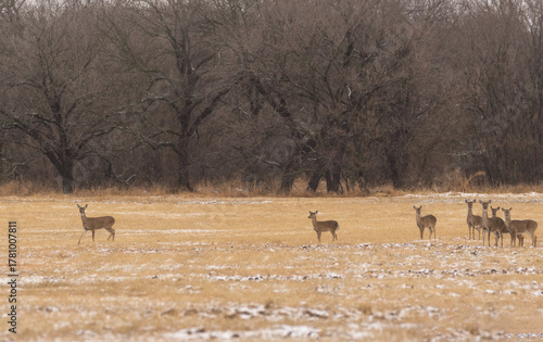 herd of female deer or doe standing in a field on a dreary snowy fall day 