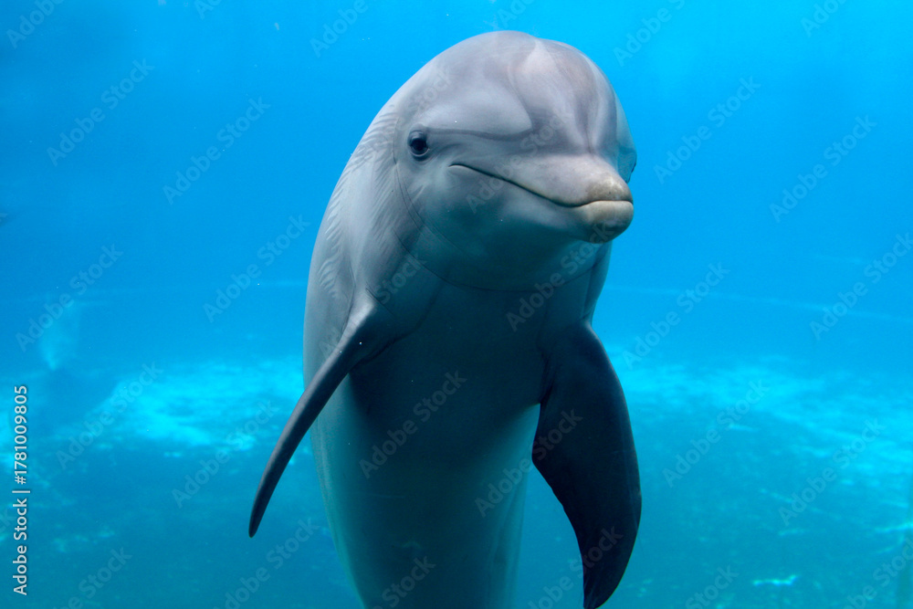 Fototapeta premium Großer Tümmler (Tursiops truncatus) unter Wasser