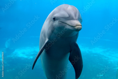 Großer Tümmler (Tursiops truncatus) unter Wasser