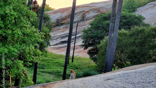 Monkeys are roaming around foothills of Thiruparankundram Hill in Madurai, Tamil Nadu, showcasing the natural rock landscape and peaceful spiritual atmosphere