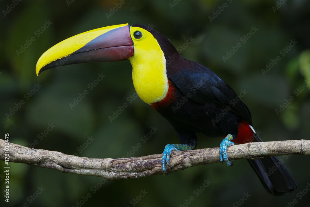 Obraz premium yellow billed toucan