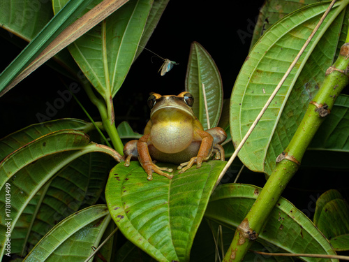 Treefrog, Boana albopunctata