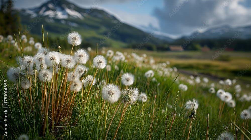 Obraz premium Field of dandelions with mountains in the background