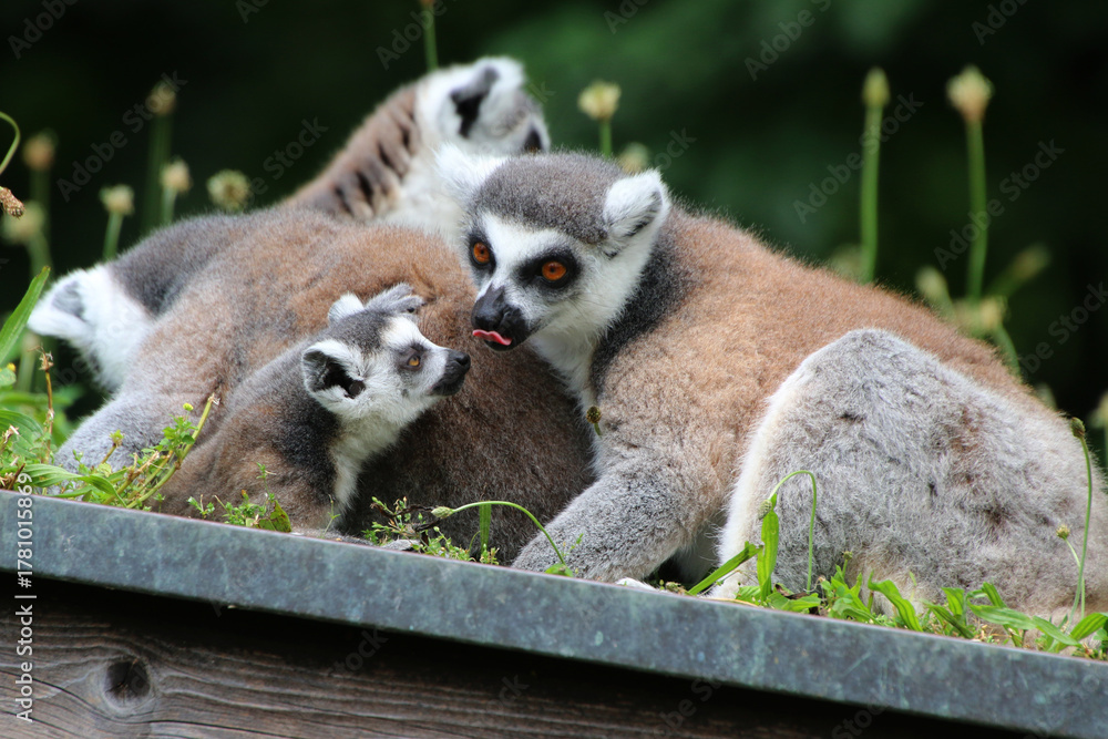 Obraz premium Katta (Lemur catta) Lemuren, Familie sitzt auf Dach 