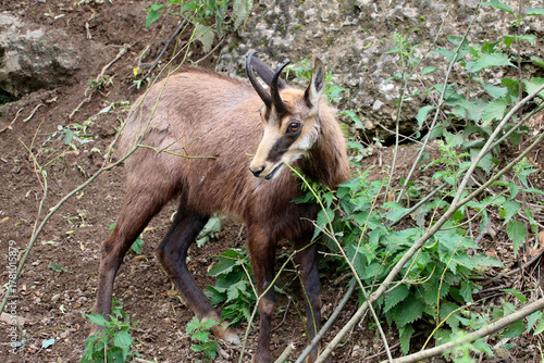 Gämse (Rupicapra rupicapra) Alpentier 