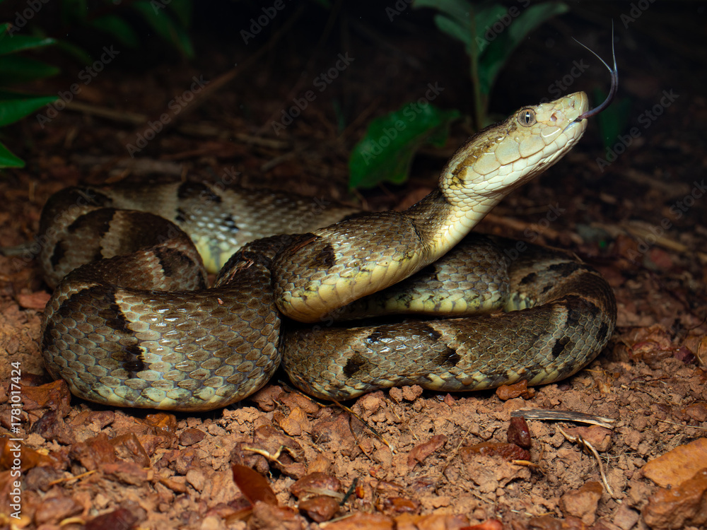 Fototapeta premium Jararaca, Bothrops moojeni