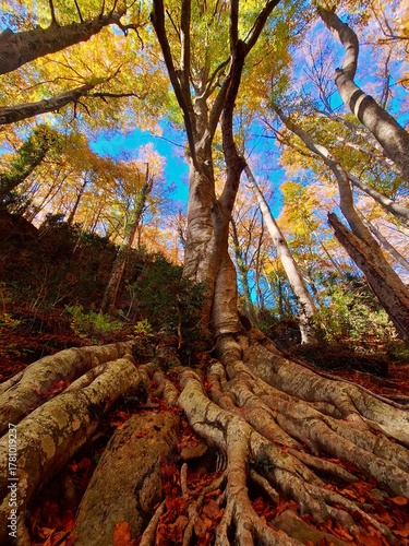 autumn tree from below