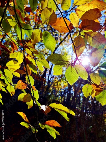 autumn leaves on a tree