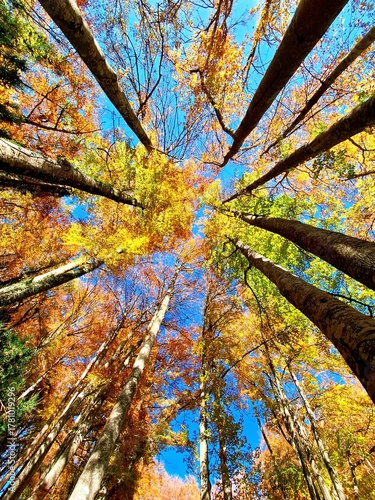 autumn in the forest