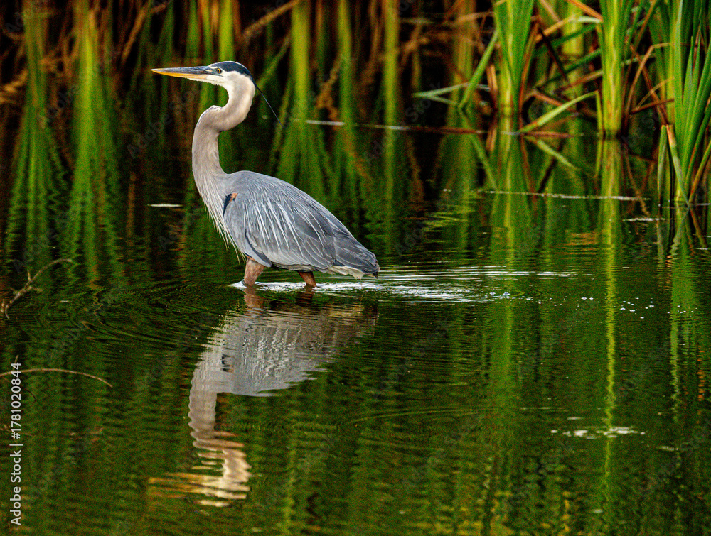 Obraz premium great blue heron