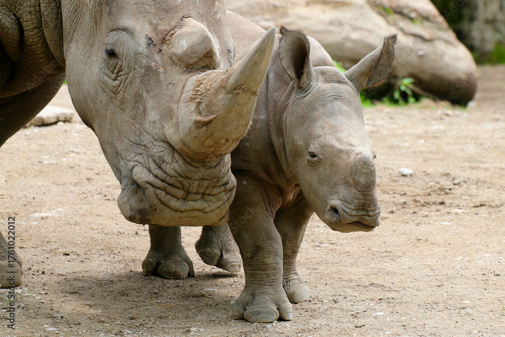 Fototapeta premium Breitmaulnashorn (Ceratotherium simum) Alttier mit Jungem 