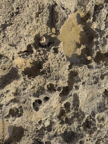 Naturally eroded coral texture - Rough surface with pores and holes in warm earth tones