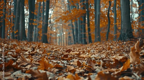 Video A dense forest floor covered with abundant brown leaves
