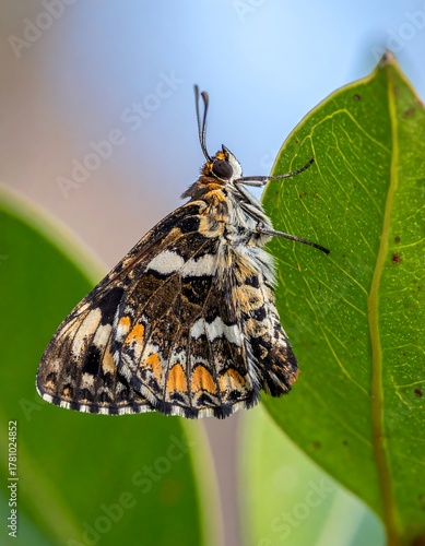 Butterfly resting on a green leaf with blue sky background