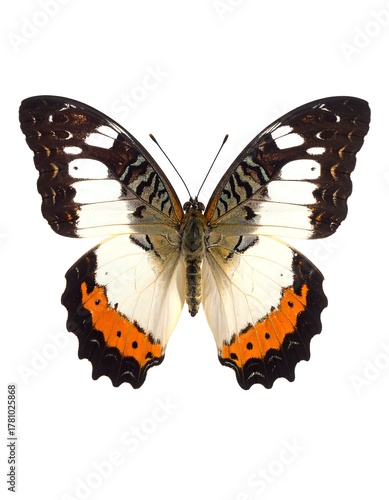 Butterfly with detailed wing patterns, white, black, orange, and brown