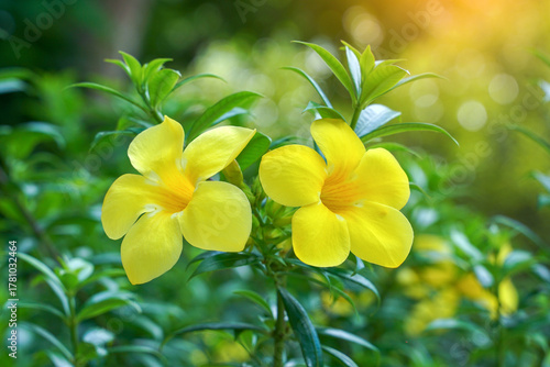 Fototapeta Naklejka Na Ścianę i Meble -  Two beautiful bright yellow Allamanda flowers in full bloom against a lush green garden background. Tropical floral beauty and nature.