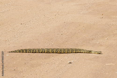 Puffadder (Bitis arietans) crossing a farm road in the Springbok area of South Africa