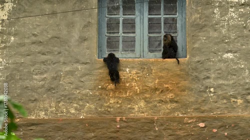 Lion-tailed macaque playing on house window in rains, Valparai, Tamilnadu, India