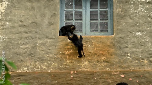 Lion-tailed macaque playing on house window in rains, Valparai, Tamilnadu, India