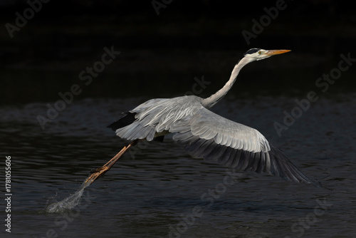 Tableau sur toile Grey Heron takeoff at Tubli bay, Bahrain